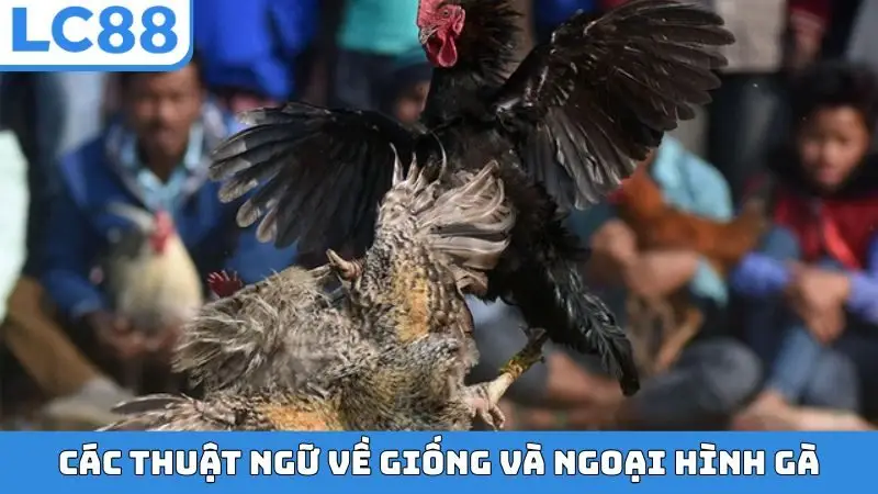 Các thuật ngữ về giống và ngoại hình gà