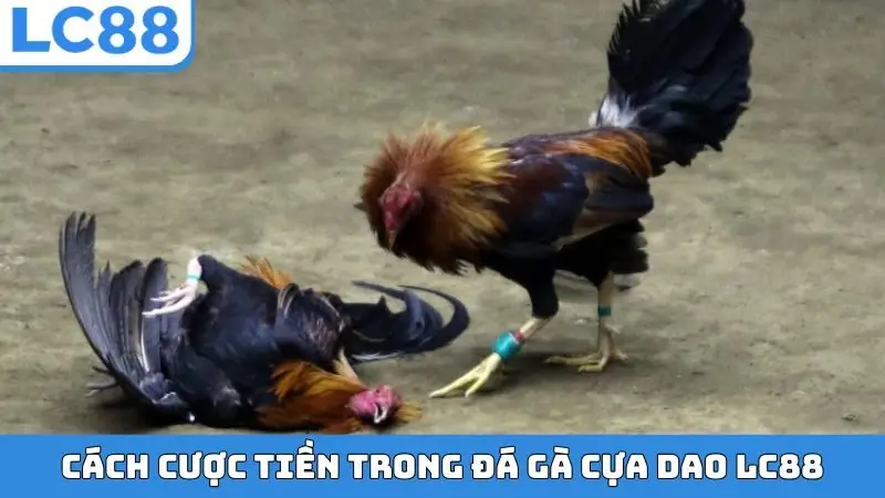 Cách cược tiền trong đá gà cựa dao LC88
