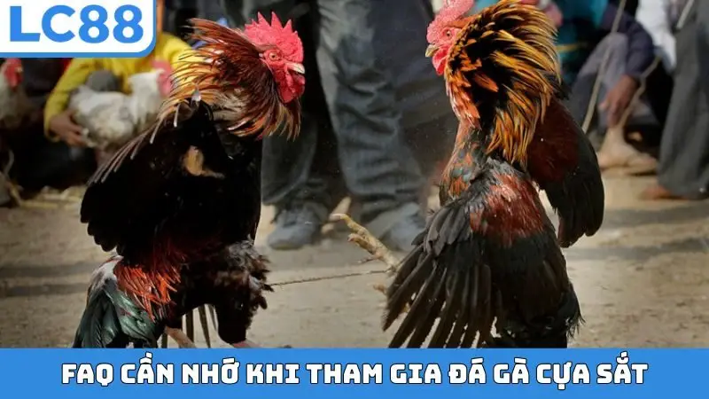 FAQ cần nhớ khi tham gia đá gà cựa sắt