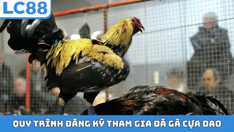 Quy trình đăng ký tham gia đá gà cựa dao